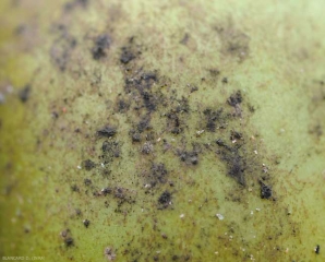 Détail du développement fongique responsable de la <b>Fumagine</b> à la surface d'un fruit.(sooty mold)