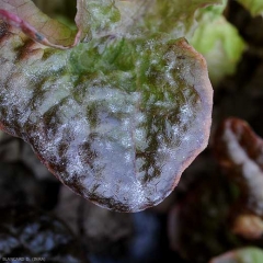 <b><i>Golovinomyces cichoracearum</i> var. <i>cichoracearum</i></b> est maintenant en place sur cette feuille de salade ; de nombreuses taches poudreuses blanches sont bien visibles. (oïdium, "powdery mildew")