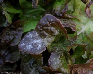 Aspect d'une feuille de salade parasitée par <b><i>Golovinomyces cichoracearum</i> var. <i>cichoracearum</i></b> (oïdium, "powdery mildew")