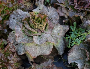 Les feuilles de cette salade sont entièrement couvertes par l'oïdium. <b><i>Golovinomyces cichoracearum</i> var. <i>cichoracearum</i></b> (oïdium, "powdery mildew")