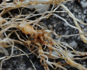 En plus de la présence e galles, le cortex brunit par endroits. <b><i>Meloidogyne</i> sp.</b> (root-knot nematodes)