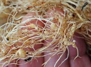 Des galles circulaires, au diamètre variable, sont présentes sur ce système racinaire de salade. <b><i>Meloidogyne</i> sp.</b> (root-knot nematodes)