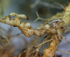 Détail d'un chapelet de galles sur système racinaire de salade. <b><i>Meloidogyne</i> sp.</b> (root-knot nematodes)