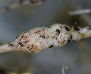 Détail d'un renflement racinaire sur salade généré par le parasitisme d'un <b><i>Meloidogyne</i> sp.</b> (root-knot nematodes)