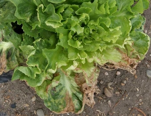 Jaunissement inter-nervaire  des feuilles basses de cette salade pouvant être assimilé à un symptôme viral (vein banding). Le limbe se nécrose et sèche en périphérie.  <b>Phytotoxicité</b>