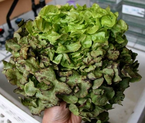 De nombreuses feuilles basales de cette salade sont plus ou moins brunes à noirâtres, et nécrosées. <b>Phytotoxicité</b>