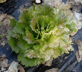 Jaunissement et blanchiment sectoriels du limbe de plusieurs feuilles situées sur un coté de cette salade. <b>Anomalie génétique</b>