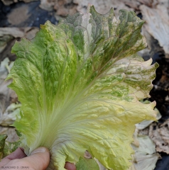 Jaunissement et blanchiment sectoriels du limbe d'une feuille de salade. Ne pas confondre ce symptôme avec celui d'une virose. <b>Anomalie génétique</b>