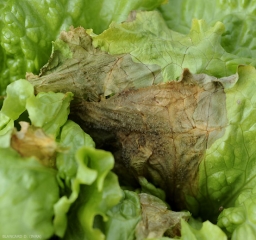 Pourriture s'étendant par contact de feuille malade à feuille saine, et gagnant la périphérie du limbe. Noter que  <b><i>Botrytis cinerea</i></b>  sporule abondamment. (moisissure grise, grey mold)