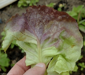 <b><i>Bremia lactucae</i></b>  sporule aisément à la face inférieure des  taches chlorotiques. (mildiou, downy mildew)