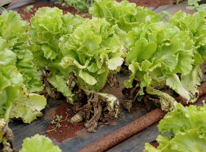 Forte attaque de cercosporiose sur salade : de nombreuses feuilles basses sont maintenant nécrosées et desséchées.  <b><i>Cercospora longissima</i></b> (cercosporiose, <i>cercospora</i> leaf spot)