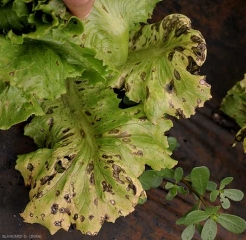 De nombreuses taches se sont développées et étendues sur les feuilles basses de ce pied de salade ; celles-ci sont devenues chlorotiques. <b><i>Cercospora longissima</i></b> (<i>cercospora</i> leaf spot)