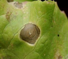 Aspect d'une large tache de cercosporiose à la face supérieure du limbe ; remarquez ses discrets motifs concentriques bruns et son centre claire. <b><i>Cercospora longissima</i></b> (<i>cercospora</i> leaf spot)