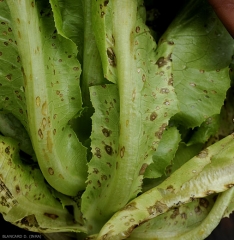 Cette salade confrontée à une forte pression d'inoculum présente de nombreuses lésions longitudinales chancreuses beigeâtres à brunes sur la nervure principale de ses feuilles. <b><i>Cercospora longissima</i></b> (cercosporiose, <i>cercospora</i> leaf spot)