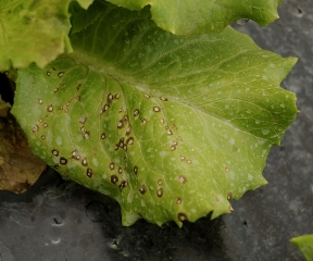 Jeunes taches de cercosporiose à la face supérieure du limbe d'une salade ; d'abord humides, elles brunissent rapidement et une zone centrale reste claire. <b><i>Cercospora longissima</i></b> (<i>cercospora</i> leaf spot)