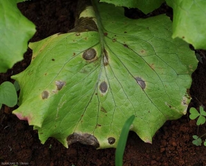 Quelques taches plutôt étendues sont visibles sur cette feuille basse de salade. <b><i>Cercospora longissima</i></b> (<i>cercospora</i> leaf spot)