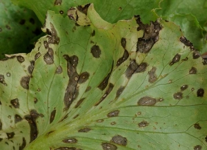 Aspect de taches de cercosporiose plutôt évoluées visibles à la face inférieure du limbe ; remarquez leurs discrets motifs concentriques bruns et leur centre clair. <b><i>Cercospora longissima</i></b> (<i>cercospora</i> leaf spot)