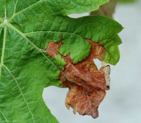 Lésion nécrotique étendue située à la périphérie de cette feuille de vigne.  Les tissus de teinte rougeâtre sont nécrosés et papyracés. <b><i>Botrytis cinerea</i> </b>(pourriture grise)