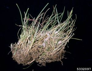 <i>Laetisaria fuciformis</i>, mycelium. © Mary Ann Hansen, Virginia Polytechnic Institute and State University.