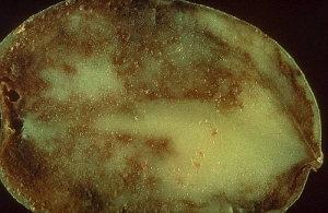 Détail de la pourriture sèche occasionnée par le parasitisme du mildiou dans un tubercule de pomme de terre. © INRA