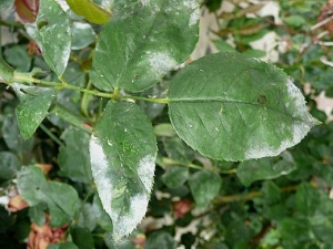 Symptômes d'oïdium sur des feuilles de rosier. L'attaque tardive de ce dernier n'a pas entrainé une déformation du limbe. © Dorion Noëlle