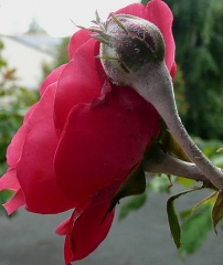 Symptômes d'oïdium sur bouton floral de rosier. © Dorion Noëlle