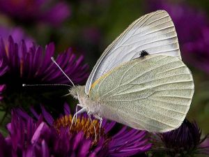 Papillon Piéride du chou sur fleur d’aster. © INRA