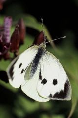 Papillon Piéride du chou sur fleur d’aster. © INRA