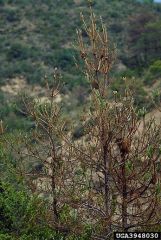 Dégâts sur pin sylvestre. © William M. Ciesla, Forest Health Management International, Bugwood.org