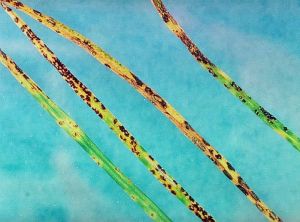 Taches de rouille couronnée sur ray-grass. © INRA