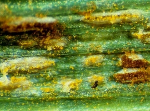 Gros plan sur une feuille de blé présentant à la fois des atteintes de rouille jaune et de rouille brune. La coloration est due aux spores des champignons d'abord contenues dans les sores, ensuite libérées. © INRA