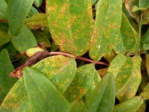 De nombreuses petites lésions chlorotiques à brunes sont visibles à la face supérieure des feuilles du millepertuis. © Francine Loreau, FDGDON Mayenne