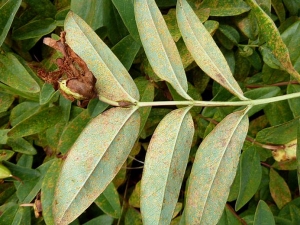 A la face inférieure du limbe des feuilles de millepertuis, des pustules (ou sores) sont visibles sur les lésions. © Francine Loreau, FDGDON Mayenne
