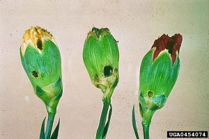 Boutons floraux d’oeillet présentant des trous creusés par <i>H. armigera </i> -  Source : Central Science Laboratory, Harpenden Archive, British Crown, www.forestryimages.org