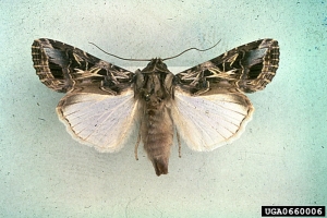 Papillon adulte de <i>Spodoptera littoralis</i> - Source : O. Heikinheimo, www.forestryimages.org
