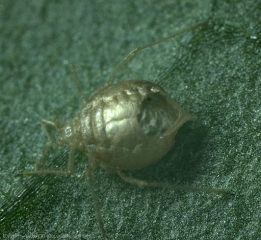 <i><b>Aphidius colemani</b></i> a quitté ce puceron parasité. On distingue bien l'orifice de sortie.