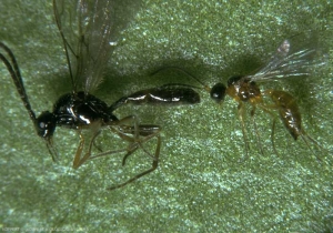 Adultes des parasitoides <i>Aphidius ervi</i> à gauche et <i><b>Aphidius colemani</b></i> à droite.