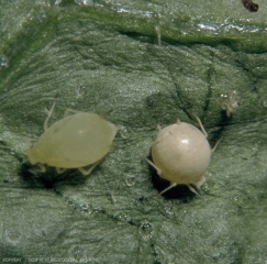A gauche un puceron sain, à droite un puceron parasité par <i><b>Aphidius colemani</b></i>. On voit bien l'aspect nacré et arrondi de ce dernier.