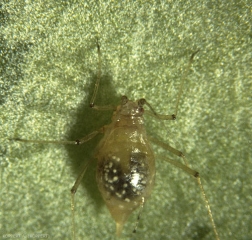 Puceron aptère parasité en train d'être consommé par <i><b>Aphidius ervi</b></i>.