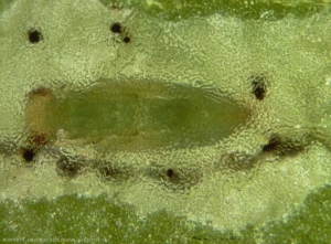 Pupe de <b><i>Diglyphus isaea</i></b> dans la galerie creusée par la larve de mineuse qu'elle a consommée pour sa croissance. Avec des excréments elle réalise une structure ( petites colonnes noires visibles autour de la nymphe ) séparant les épidermes inférieurs et supérieurs de la feuille. 