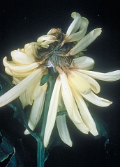 Symptômes sur fleurs - Source : Central Science Laboratory, Harpenden Archive, British Crown, www.forestryimages.org