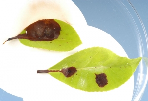 Symptômes dus à <i>P. ramorum</i> sur feuilles de Camellia, les pétioles étant brunis, une infection a du avoir lieu sur le rameau - Source : J. W. Lotz, Florida Department of Agriculture and Consumer Services, www.forestryimages.org