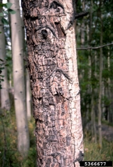 Chancre sur peuplier faux-tremble (<i>Populus tremuloides</i>) A Source : W. Jacobi, Colorado State University, www.forestryimages.org