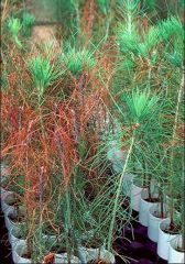 Jeunes plants infectés - Source : R.L. Anderson, USDA Forest Service, www.forestryimages.org