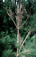 Chancre et branches dénudées d’un jeune arbre atteint - Source : D. Owen, California dpt of forestry and fire protection, www.forestryimages.org