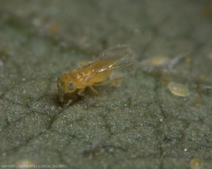 <b><i>Eretmocerus mundus</i></b> en présence de larves de <b><i>Bemisia tabaci</i></b>. 