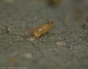 Femelle d'<b><i>Eretmocerus mundus</i></b> parasitant une larve de <b><i>Bemisia tabaci</i></b>. 