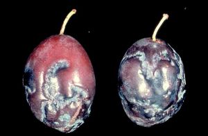 Symptômes sur prunes (<i>P. domestica</i>) - Source : Biologische Bundesanstalt für Land- und Forstwirtschaft Archive, www.forestryi-mages.org