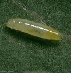 Larve de <i>Liriomyza bryoniae</i> se déplaçant en surface d'une feuille.