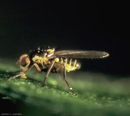 Liriomyza-huidobren1